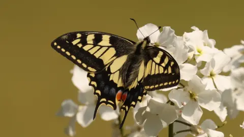 Shaun Whitmore/BBC Swallowtail, Strumpshaw Fen