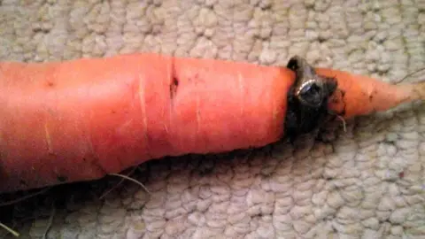 Lin Keitch Carrot grown through gold ring