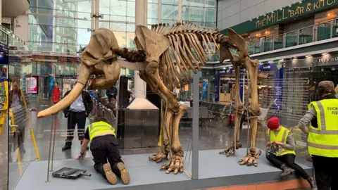 Manchester Museum The skeleton of Maharajah on display at Piccadilly Station