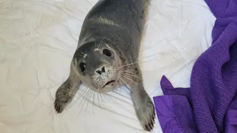 GSPCA Close up of rescued seal pup