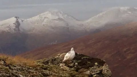 SAIS Torridon Ptarmigan in Torridon