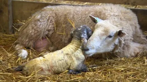 BBC Sheep with new-born lamb