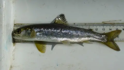 Environment Agency Smolt