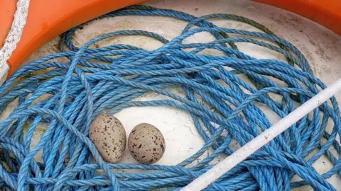 Wild New Forest Oystercatcher eggs