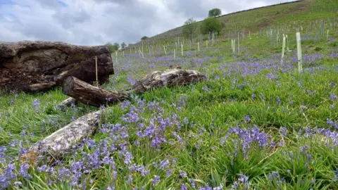 Exmoor National Park Bluebells at Bye Wood on Exmoor