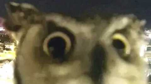 Owl