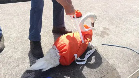 Paddle West An injured swan sits on the floor in a yellow coat after being rescued