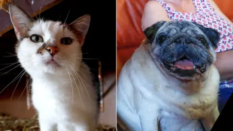 Reuters Composite photo of Azuria the cat and Ramses the Carlin dog