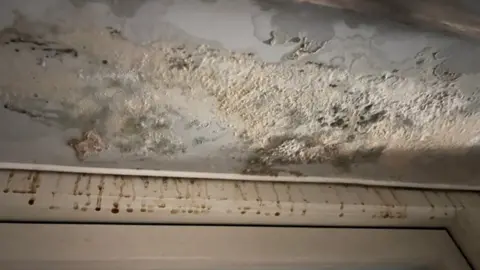 BBC Mould in Katrina Lapton's room