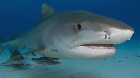 Tiger Shark