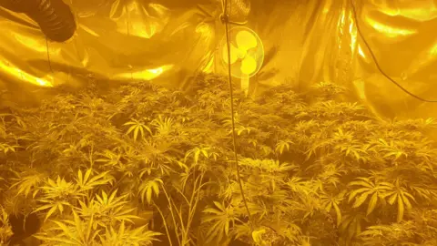 Weymouth Police room with metal fabric on walls, filled with cannabis plants