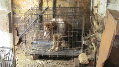 RSPCA Dog in cage