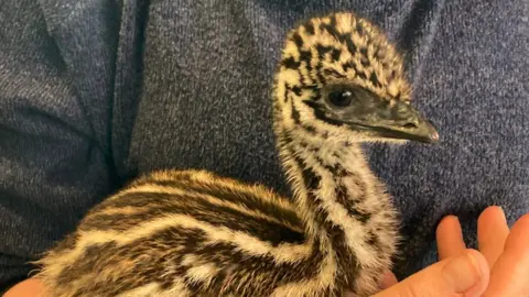 Jon Cardy Rodney the baby emu