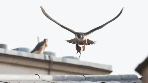 Jamie Clarkson Cambridge peregrines
