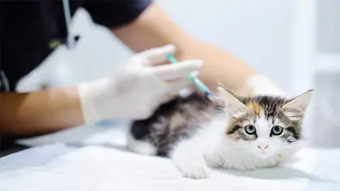 Getty Images Cat getting an injection