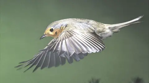 Getty Images Robin