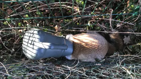 RSPCA Vixen with head trapped in watering can