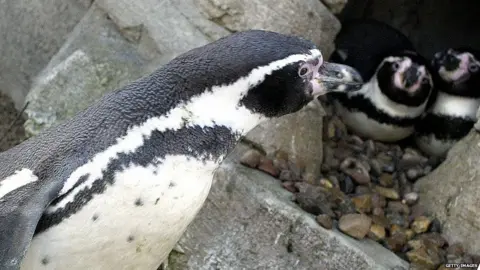 Getty Images Penguins