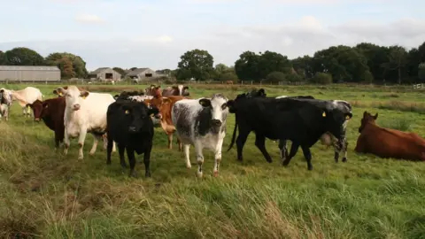 Hillside Animal Sanctuary Cattle in Hillside Sanctuary field