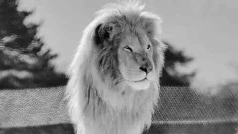 West Midland Safari and Leisure Park Rolo the lion