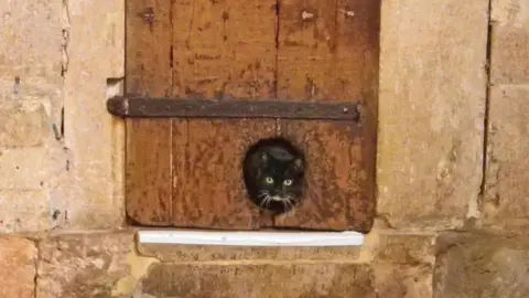 Cat going shop under door