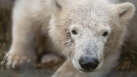 RZSS Polar bear cub Hamish