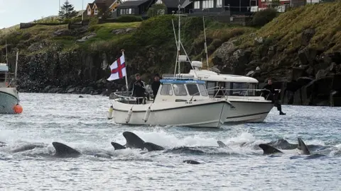 Getty Images Fishermen on a boat drive pilot whales towards the shore during a hunt on May 29, 2019 in Torshavn, Faroe Islands