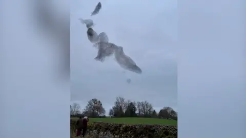 starling murmuration