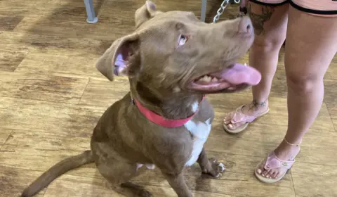 Nadia Gyane/BBC Kerry Skinner's dog