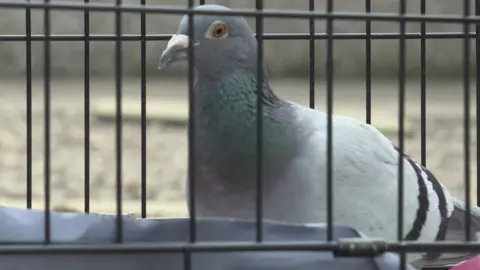 BBC Pigeon