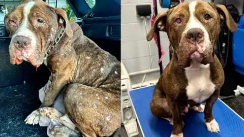 Jade Garner Hope an abused XL bully