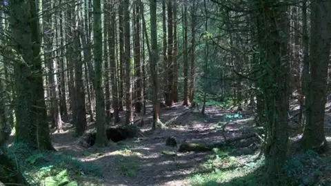 The woods in Caerphilly where the emergency services attended