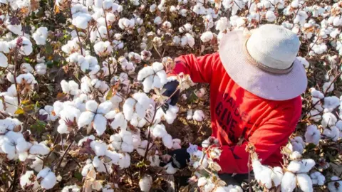 Getty Images Cotton production in Xinjiang