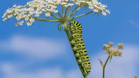 Jon Kelf Swallowtail butterfly caterpillar
