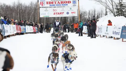 Reuters Dogs competing in Iditarod Trail Sled Dog Race