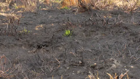 dead and brown patches