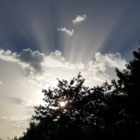 Peter Gibbs An artistic photo of the sun shining through tree leaves