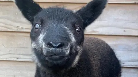Close-up of the face of one of the stolen lambs