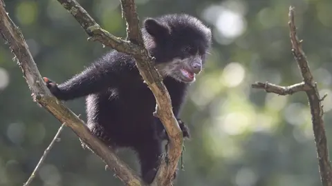 Getty Images Andean bear cub in a zoo in Germany