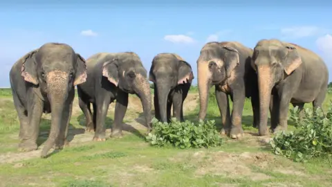 Wildlife SOS Elephants in India