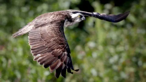 PA Media Osprey in flight