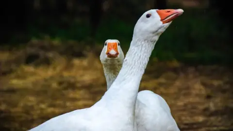 Getty Images Geese