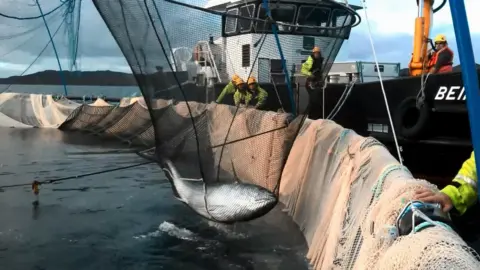 BBC Tuna in crane