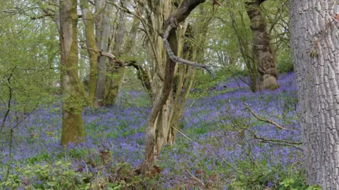 Launde Abbey charitable trust Launde Big Wood