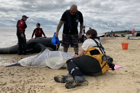 Jenny Kirk/BBC Whale rescue training exercise on Sizewell beach