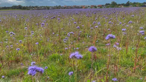 Shaun Whitmore/BBC Burnham Deepdale, Norfolk