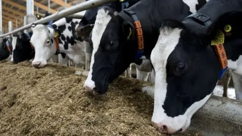 AFP Dairy cows