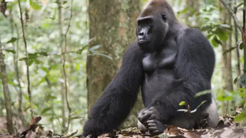  Terence Fuh Neba, WWF Central African Republic Gorilla