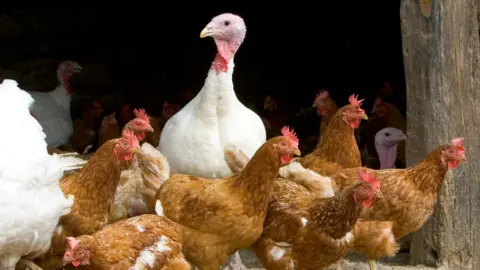 Tim Graham/Getty Images Chickens and turkeys