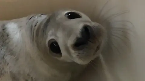 RSPCA Cymru Miracle the seal after being rescued